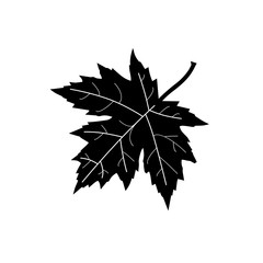 maple leaf. vector illustration