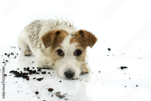 Fotografie, Obraz DIRTY JACK RUSSELL DOG LYING DOWN ON FLOOR AFTER PLAY IN A MUD PUDDLE ISOLATED ON WHITE BACKGROUND