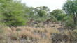 Giraffen und Zebras im Krüger National Park Südafrika