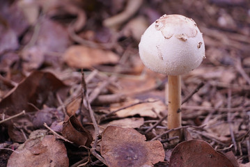 Close up mushroom on the ground in the forest