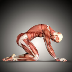 Wall Mural - 3D render of a  male medical figure in kneeling position