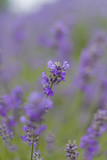 Fototapeta Lawenda - Lavender flower