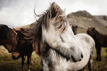 Horses In Iceland 