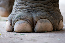 Closeup Image Nail And Foot Of Elephant