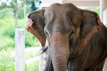 Close up of an elephant face while it is relaxing.