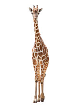 A Giraffe's Habitat Is Usually Found In African Savannas, Grasslands Or Open Woodlands. Isolated On White Background