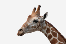 A Giraffe's Habitat Is Usually Found In African Savannas, Grasslands Or Open Woodlands. Isolated On White Background