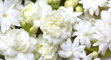 White Jasmine Flowers Fresh Flowers Natural