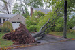Downed Tree after Storm