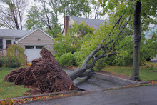 Tree And Storm 2 Free Stock Photo - Public Domain Pictures
