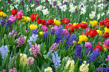 Beautiful Spring Garden Filled With Color