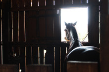 Horse In Stable