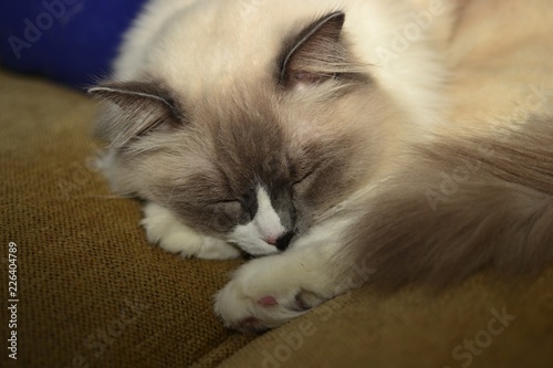 Long White Haired Ragdoll Cat With Bright Blue Eyes Buy This