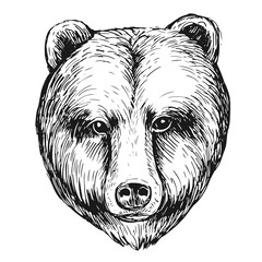 Wall Mural - brown bear head. hand drawn sketch converted to vector.