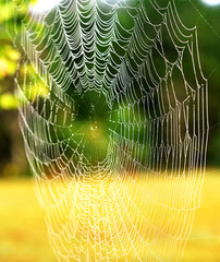 Wall Mural - A delicate spiders web covered in the early morning dew.