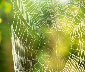 Wall Mural - A delicate spiders web covered in the early morning dew.