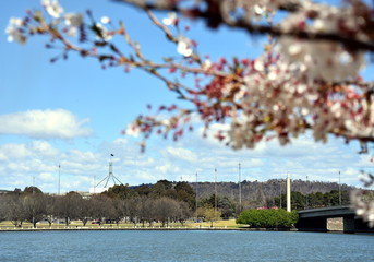 View of Parliament House from under cherry tree blossom from the other side of Lake Burley Griffin. Spring in Canberra.