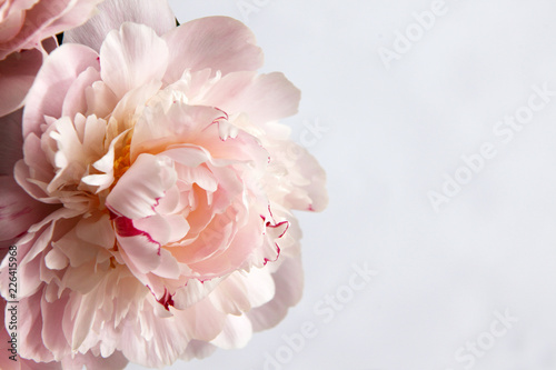Dekoracja na wymiar  zblizenie-piekny-rozowy-kwiat-peonie