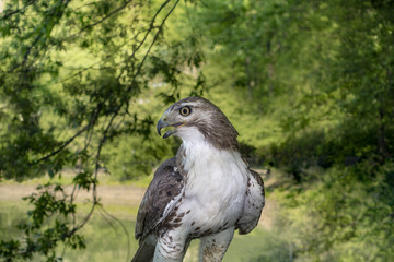 Wall Mural - close up of a wild red tailed hawk in wooded area with grass perched on a limb