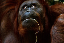 Orangutan Face Portrait