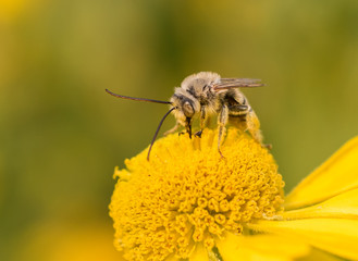 Wall Mural - male Long-horned Bee (Melissodes) feeding on a yellow Helen's flower (Helenium autumnale)