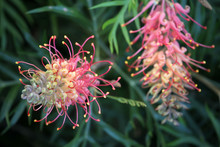 Closeup Of Pink And Yellow Grevillea Flower Located In Queensland, Australia