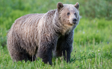 grizzly bear in the wild