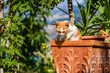 cat in Terra Cotta Flower Pot