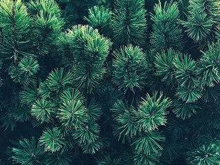  Spruce branches background Close up photo layout Christmas tree pattern Lush dark green spruce branches
