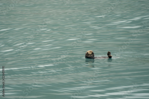Fotografia Cute sea otter floating on his back in teal water in Resurrection Bay in Kenai F