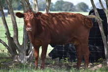 Red Angus Cow Portrait