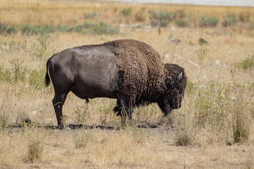 Wall Mural - A portrait of an American bison on the prairie