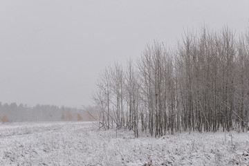 Winter landscape. Minimalism in the winter landscape. Winter forest in snowstorm