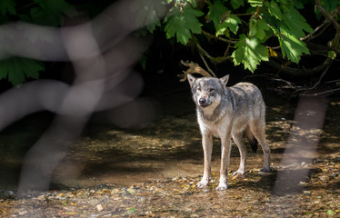 Wall Mural - Coastal grey wolf