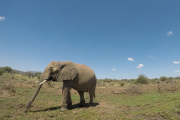 Wall Mural - African Elephants 