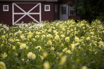 A field of yellow dahlias with a red barn with white trim in background