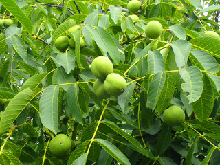 Wall Mural - walnut tree with nuts