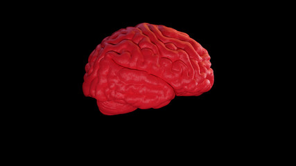 Wall Mural - Red Textured Human brain Anatomical Model with Black Background Right	