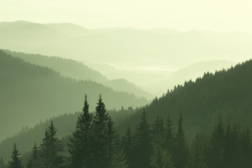  Mountains covered with woods in the early morning mist