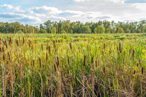 Fotografia, Obraz Many brown colored mature female flower spikes of broadleaf cattail or Typha lat