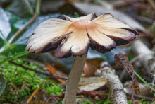 Close Up Of A Brown Mushroom Shaped Like A Flower In A Woodland Setting