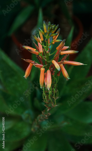 Amazing Beautiful Rare Flowers Aloe Vera Plants Tropical Green