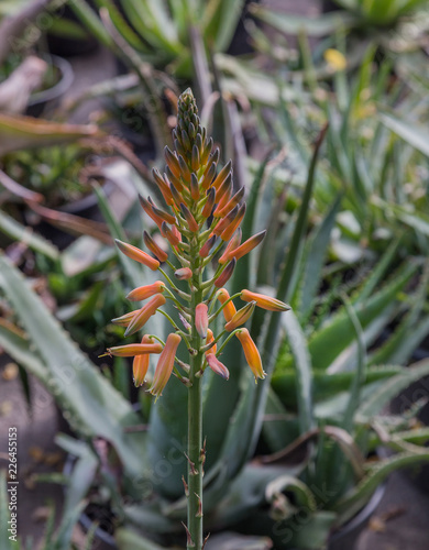 Amazing Beautiful Rare Flowers Aloe Vera Plants Tropical Green