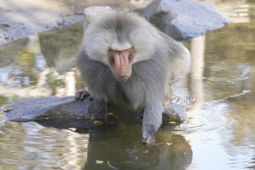 Baboon is looking for food on the water