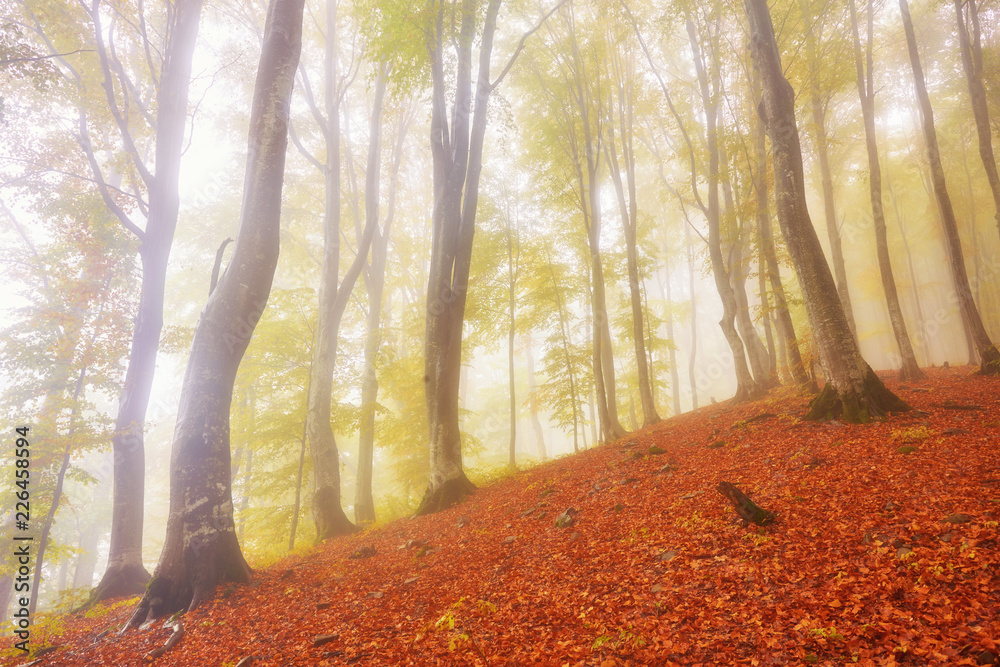 Autumn landscape in foggy wood - obrazy, fototapety, plakaty 