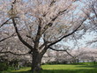 桜  cherry blossom