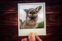 Hand Holding Photograph Of Funny Kangaroo Closeup On Wooden Background