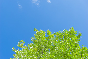 Wall Mural - green crown trees view from below into the sky. green crown of trees against the sky. view of the sk