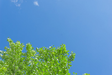 Wall Mural - green crown trees view from below into the sky. green crown of trees against the sky. view of the sk
