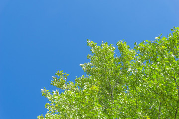 Wall Mural - green crown trees view from below into the sky. green crown of trees against the sky. view of the sk